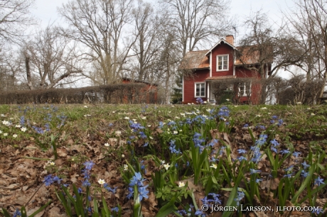 Wood anemone Scilla 