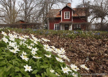 Wood anemone