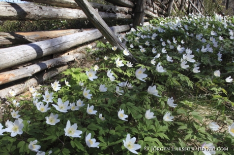 Wood anemone