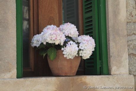 Mallorca Valldemossa Spain