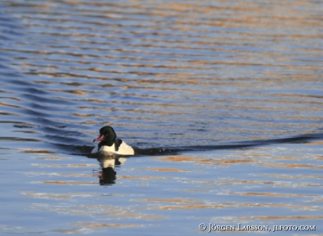 Mergus merganser Stockholm