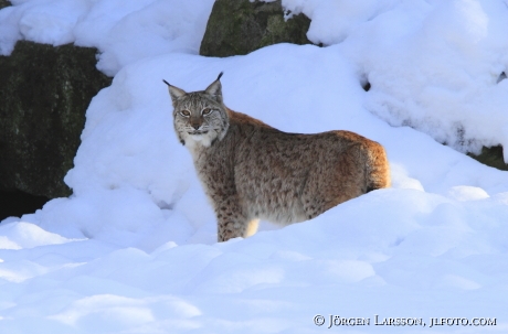 Lynx in snow Sweden