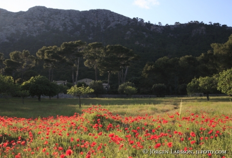 Poppies