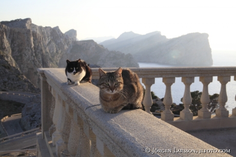 Katter vid Cap de Formentor Mallorca Spanien