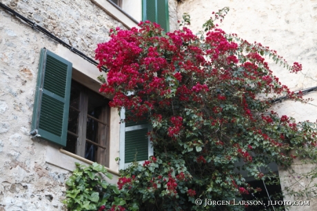 Bouganvilla Deiá  Mallorca Spain