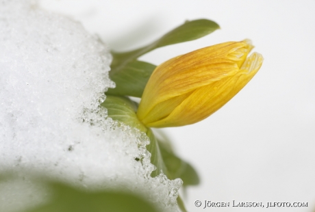 Winter aconite  Eranthis hyemalis 