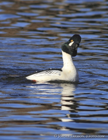 Common Goldeneye