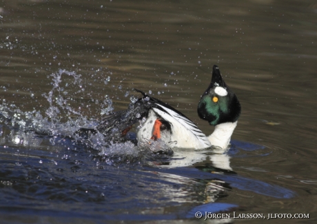 Common Goldeneye