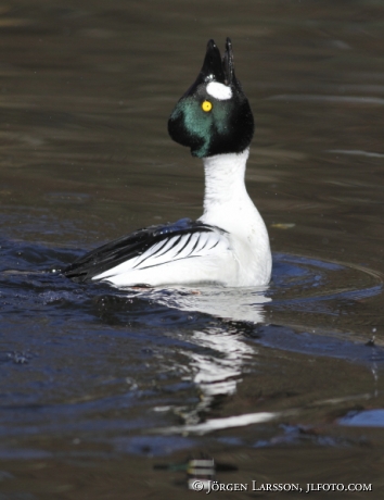 Common goldeneye