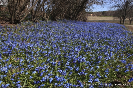 Scilla