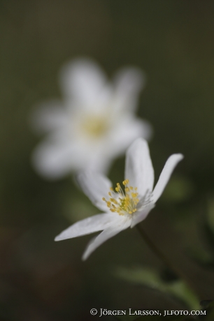  Woodanemone Anemone nemorosa