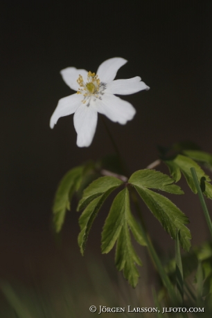  Woodanemone Anemone nemorosa