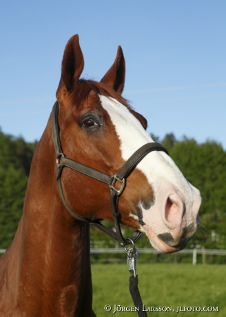 Swedish warmblood