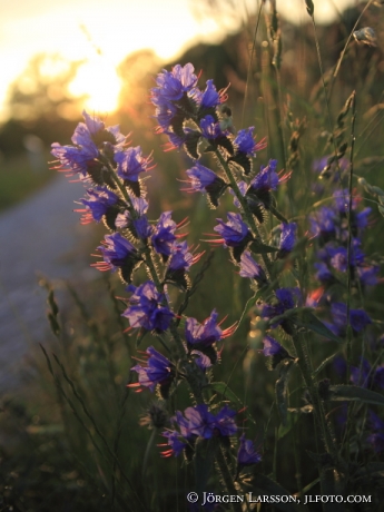 Blue-weed Gotland