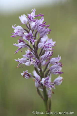 Orchis mascula Oland Sweden