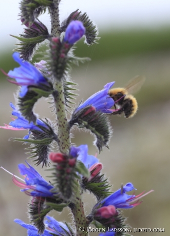 Blue-weed Gotland