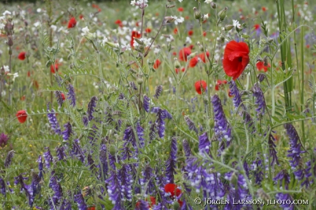 Summer meadow Gotland Sweden