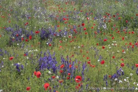 Summer meadow Gotland Sweden