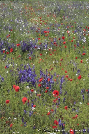 Summer meadow Poppies Gotland Sweden