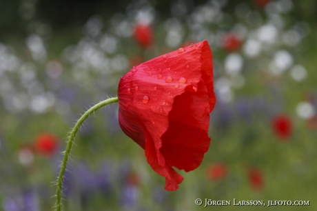 Summer meadow Poppy Gotland Sweden