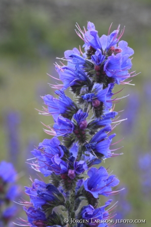 Blue weed Echium vulgare Gotland Sweden