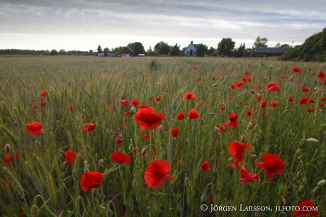 Poppy Gotland Sweden