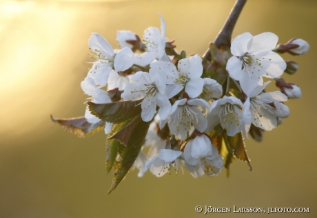 Cherry tree