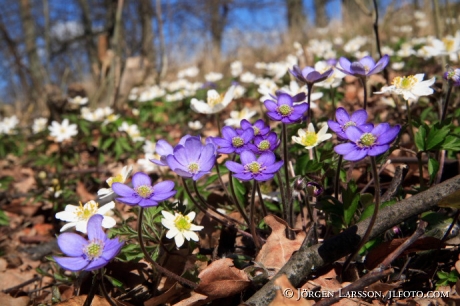 Springflowers  Hepatica and wood anemone