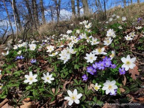 Springflowers  Hepatica and wood anemone