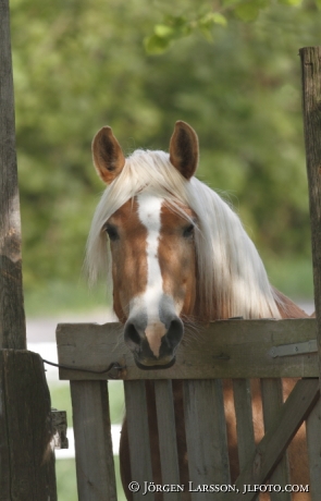 North Swedish Trotter 