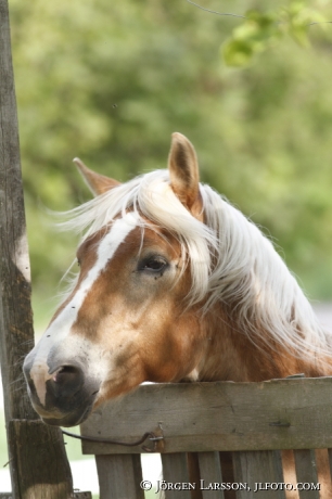 North Swedish Trotter 