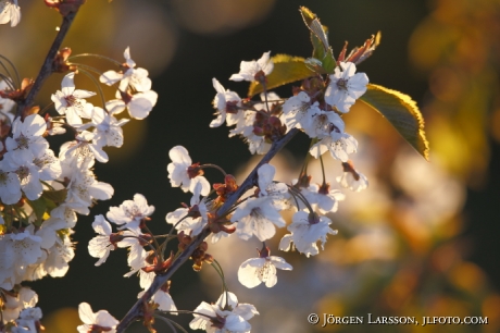 Cherry tree