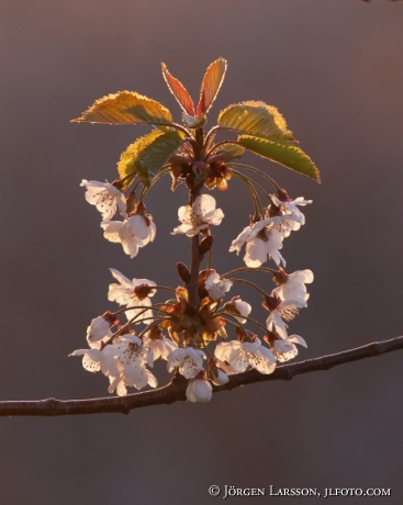 Cherry tree