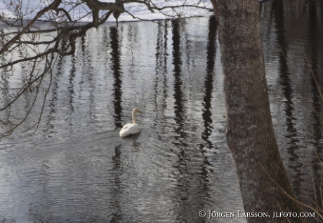 whooper swan Trosa Sweden