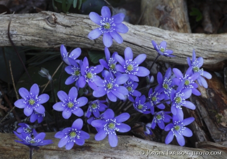 Hepatica nobilis 