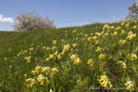 Cowslip Primula veris at Skanssundet