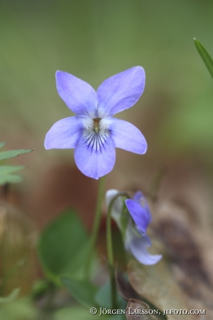 dog violet  Viola riviniana