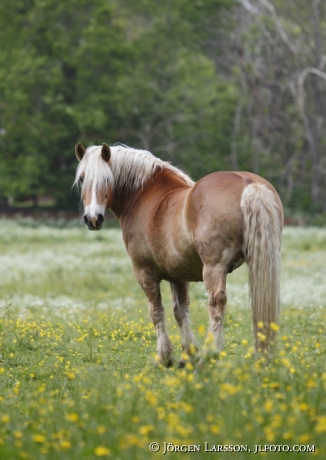 Ardennes horse Gnesta Sweden