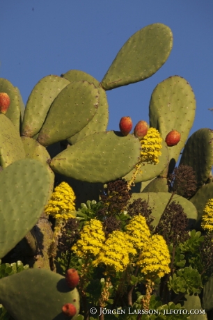 Cactus  Andalucia Spain