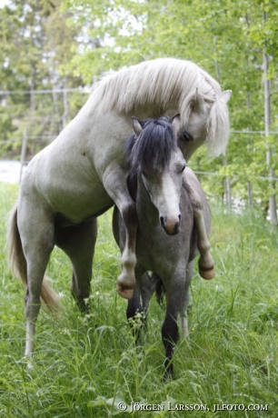 Welsh mountain horse