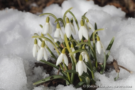 Snowdrops Stockholm Sweden