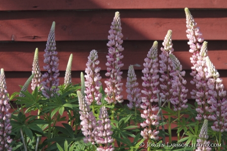 Lupins