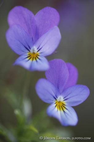 Heartsease Viola tricolor)