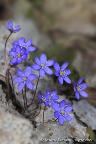 Blue anemorte