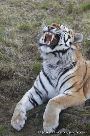 Siberian tiger / Amurtiger  Panthera tigris altacia