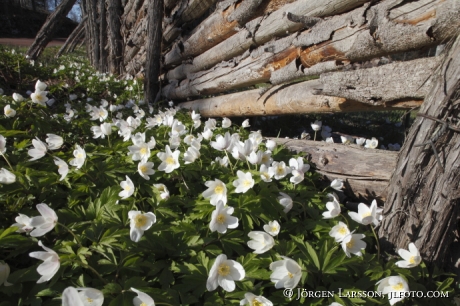 Wood Anemone Stensjo Smaland Sweden