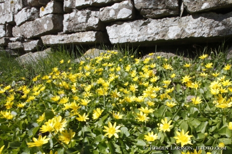 Springflowers Oland Sweden