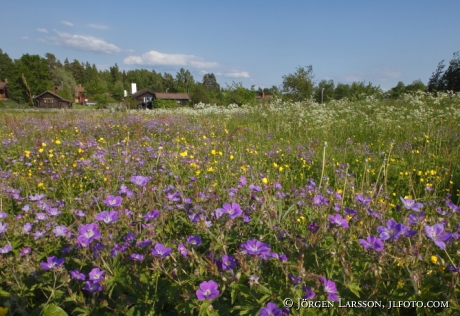 Midsummerflowers Telleberg Dalarna Sweden