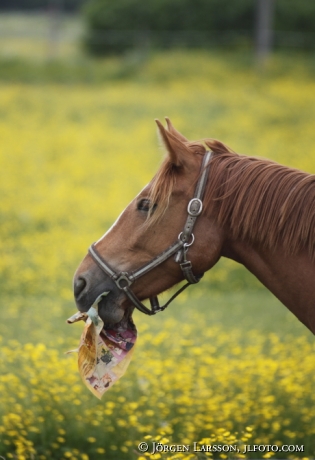 Horse eating magazine