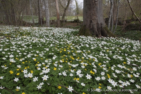 Stenshuvud  nationalpark Skane Sweden